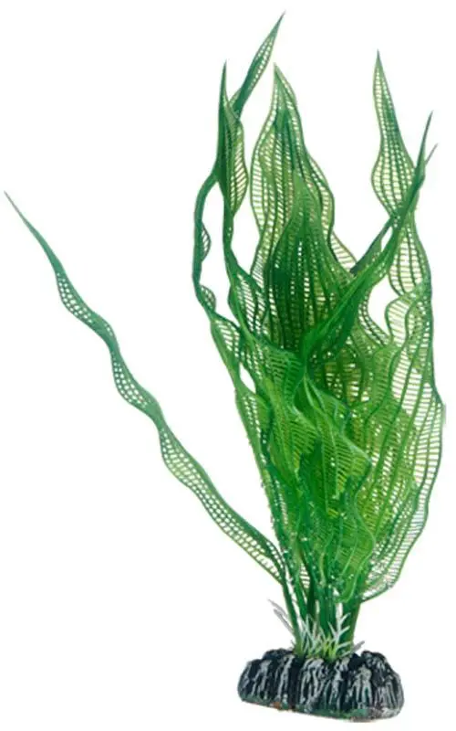 Hobby Aponogeton 25 cm